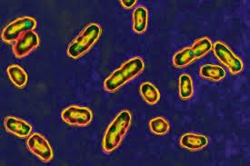 temp_image_1764921467.324769 Did a Volcanic Eruption Ignite the Black Death? New Study Reveals a Chilling Connection