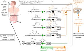 temp_image_1771046473.105024 The Gut-Heart Connection: How Your Microbiome Impacts Cardiovascular Health