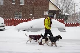 temp_image_1771309515.399885 Weather Forecast: Snow Storm to Hit Toronto and GTA - February 2026