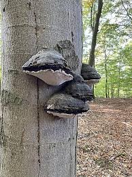 temp_image_1771969571.633186 The Fascinating World of Fungi: Beyond Mushrooms