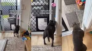 temp_image_1772151439.054834 Funny Videos: The Ultimate Guide to Laughter & Where to Find the Best Ones