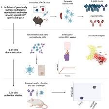 temp_image_1772151770.17512 Epstein-Barr Virus: Symptoms, Causes, and Treatment