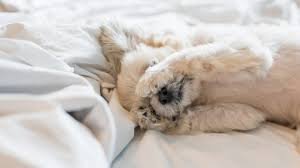 temp_image_1773051907.300052 Sunrise: All You Need to Know About Daylight Saving Time in 2026