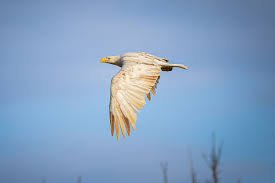 temp_image_1773433825.335284 Majestic White Bald Eagles: A Symbol of Freedom and Resilience