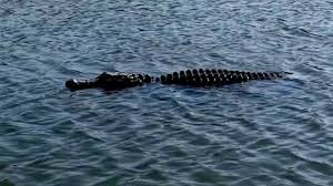 temp_image_1773444775.883966 Kay Adams: A Rising Star in Sports Broadcasting