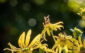 temp_image_1773573152.670033 NYT Spelling Bee: Master the Daily Challenge & Boost Your Vocabulary