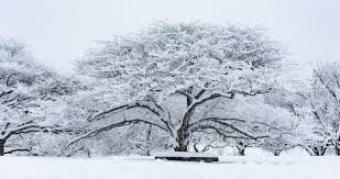 temp_image_1773604904.709709 School Closings MN: Staying Informed & Safe During Winter Weather