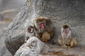 temp_image_1773733438.962032 Punch the Monkey: From Bullying to Belonging – An Update