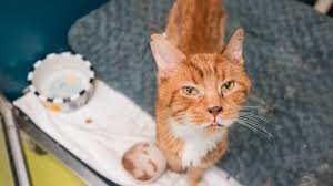 temp_image_1774313327.201069 Pet-Friendly Living: Finding the Perfect Housing for You and Your Animal Companion