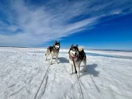 temp_image_1774356374.447223 Good Morning: Understanding Cloudflare Security Blocks & Troubleshooting