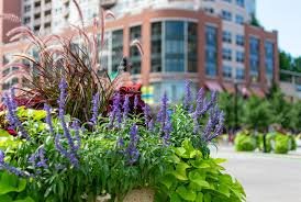 temp_image_1774478273.720277 Northwestern University Shuttle Service: Explore Evanston This Spring