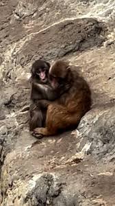 temp_image_1774565925.840402 Punch the Monkey & More: Viral Videos, Harry Potter Threats & Unexpected News