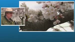 temp_image_1774587129.393903 Tidal Basin Cherry Blossoms Reach Peak Bloom: A Guide for Visitors