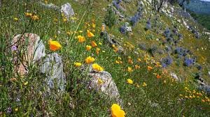 temp_image_1774595502.838854 Yosemite National Park: A Majestic Wilderness Guide