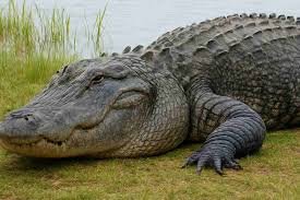 temp_image_1774622061.127398 Clavicular Arrested: Understanding the X Corp. JavaScript Issue & What It Means for Users