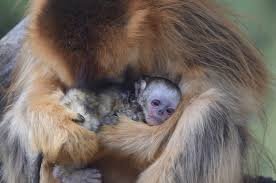 Golden Snub-Nosed Monkey Birth: A First Outside Asia!