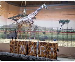 temp_image_1775219723.899926 Toronto Zoo Welcomes Imara: A Giraffe Calf Named by the Community