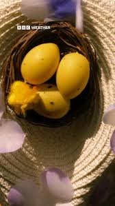 temp_image_1775374342.955824 Easter Traditions: A Global Celebration & Weekend Weather Forecast