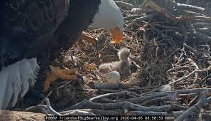 temp_image_1775439462.073935 Bald Eagles Big Bear: Jackie and Shadow Welcome New Eaglets!
