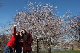 temp_image_1775704559.099829 Chicago's Cherry Blossom Bloom: A Spring Spectacle