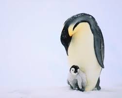 temp_image_1775745898.026952 Emperor Penguin