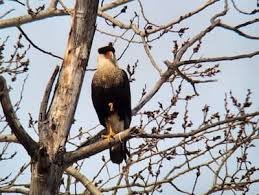 temp_image_1776170786.486554 Rare Bird Sighting in Quebec: A Crested Caracara's Unexpected Journey