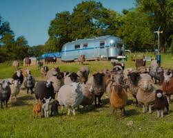 temp_image_1777421016.09874 Sheep Detectives: The Whimsical Murder Mystery You Didn't Know You Needed