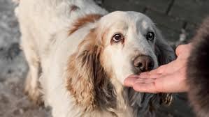 temp_image_1777468695.894519 Parvovirus Warning in Sherbrooke: Is Your Dog at Risk?