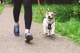 temp_image_1777504266.057178 Dog Parvovirus Outbreak in Sherbrooke: Critical Warning for Pet Owners