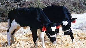 temp_image_1778020772.119114 64 Calves Stolen in Mercer County: A Massive Livestock Heist in Ohio