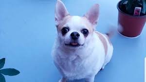 temp_image_1778680366.372036 Canine Parvovirus Alert: How to Protect Your Dog During the Montreal Outbreak