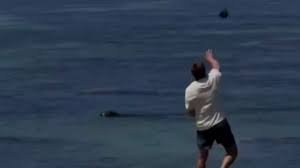 temp_image_1778776115.504065 Shocking Act of Cruelty: Tourist Arrested for Attacking Endangered Hawaiian Monk Seal in Maui