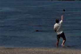 temp_image_1778781639.417475 Justice for Lani: Tourist Arrested After Attacking Endangered Hawaiian Monk Seal in Maui
