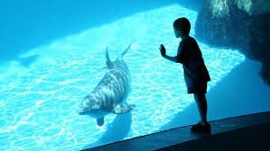temp_image_1778935336.557257 SeaWorld Orlando: The Ultimate Guide to Thrills, Marine Magic, and Exclusive Deals