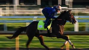 temp_image_1778973548.571537 What Horse Won the Kentucky Derby? Golden Tempo’s Epic Win and the Preakness Surprise