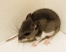 temp_image_1779020542.043371 Andes Hantavirus Alert: Canadians Monitored After MV Hondius Cruise Ship Outbreak