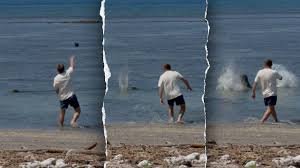 temp_image_1779088267.22025 Hawaiian Monk Seal Attack: Businessman Faces Federal Charges After Viral Video Spark Outrage