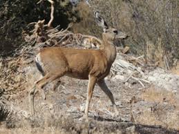 temp_image_1779176734.042359 Catalina Island Restoration: Balancing Predators and Prey for a Greener Future