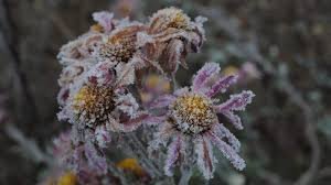 temp_image_1779541564.784304 Ottawa Weather: Frost Warnings and Forecast for Race Weekend