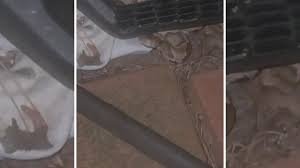 temp_image_1779580366.643483 Snake Season in Raleigh, North Carolina: How to Protect Your Home and Yard