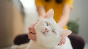 temp_image_1779701314.033215 Breaking Barriers in Cancer Care: How Feline Genetics Are Unlocking New Cures for Pets and Humans