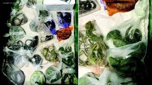 temp_image_1780054699.534818 The Hidden Cost of Smuggling: How Illicit Trade Shapes Global Borders