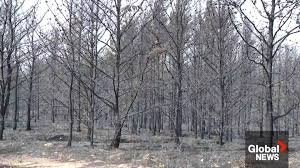 temp_image_1780115500.768776 Lobstick Wildfire Rages Out of Control: Impact Near Shellbrook and Prince Albert