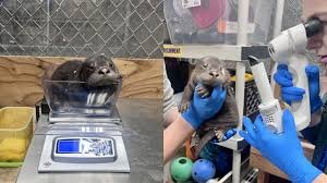 temp_image_1780148713.411986 Adorable New Arrivals: Detroit Zoo Welcomes Three Baby River Otters!