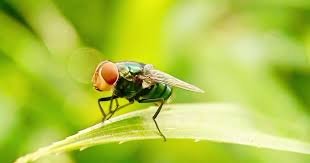 temp_image_1780488045.627002 Screwworm Alert: Flesh-Eating Parasite Detected Near US Border