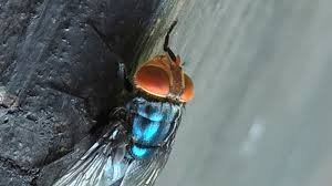 temp_image_1780955476.233743 Screwworm Texas Alert: USDA Races to Stop Flesh-Eating Pest from Devastating Livestock