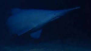 temp_image_1781286131.579969 Unlocking Deep Sea Secrets: Insights from the Alan Jamieson Goblin Shark Study