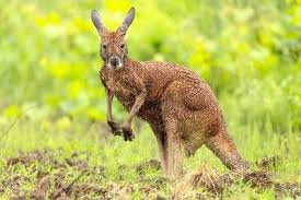 temp_image_1781572031.338305 Wallaby Boucherville: Your Ultimate Guide to This Local Favourite