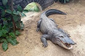 temp_image_1781827684.04126 The Ultimate Guide to Crocodiles: Prehistoric Giants of the Modern World