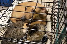 temp_image_1782125066.59358 Unbreakable Bond: The Heartbreaking Story of Bonded Pets Dumped Outside a Shelter